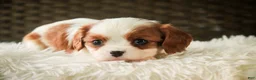 Cavalier King Charles Spaniel dogs for sale: Thyme - Ad 3