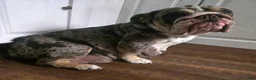 English Bulldog dogs for sale: English Bulldog Puppy 1 - Ad 5