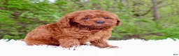 Cavapoo dogs for sale: Mr. Rugar - Ad 3