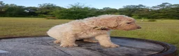 Goldendoodle dogs for sale: Nilla  - Ad 6