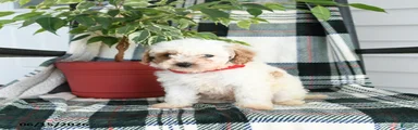 Arlo