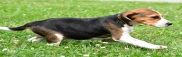 Beagle dogs for sale: Cassandra - Ad 6