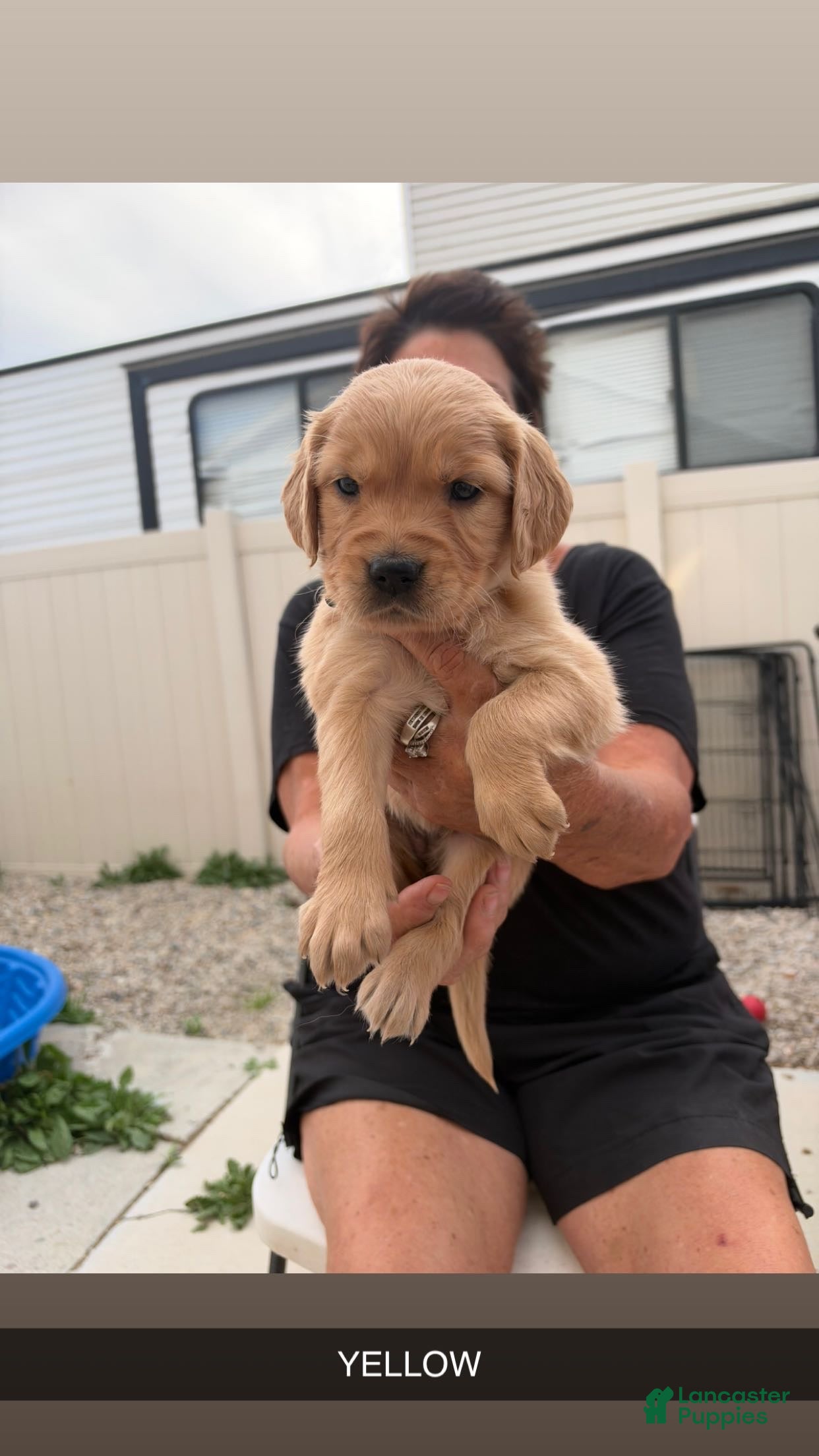 Golden Retriever dogs Yellow Collar - Ad 1