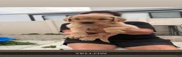 Golden Retriever dogs for sale: Yellow Collar - Ad 1