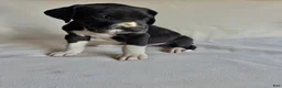 Great Dane dogs for sale: Chip-red - Ad 4