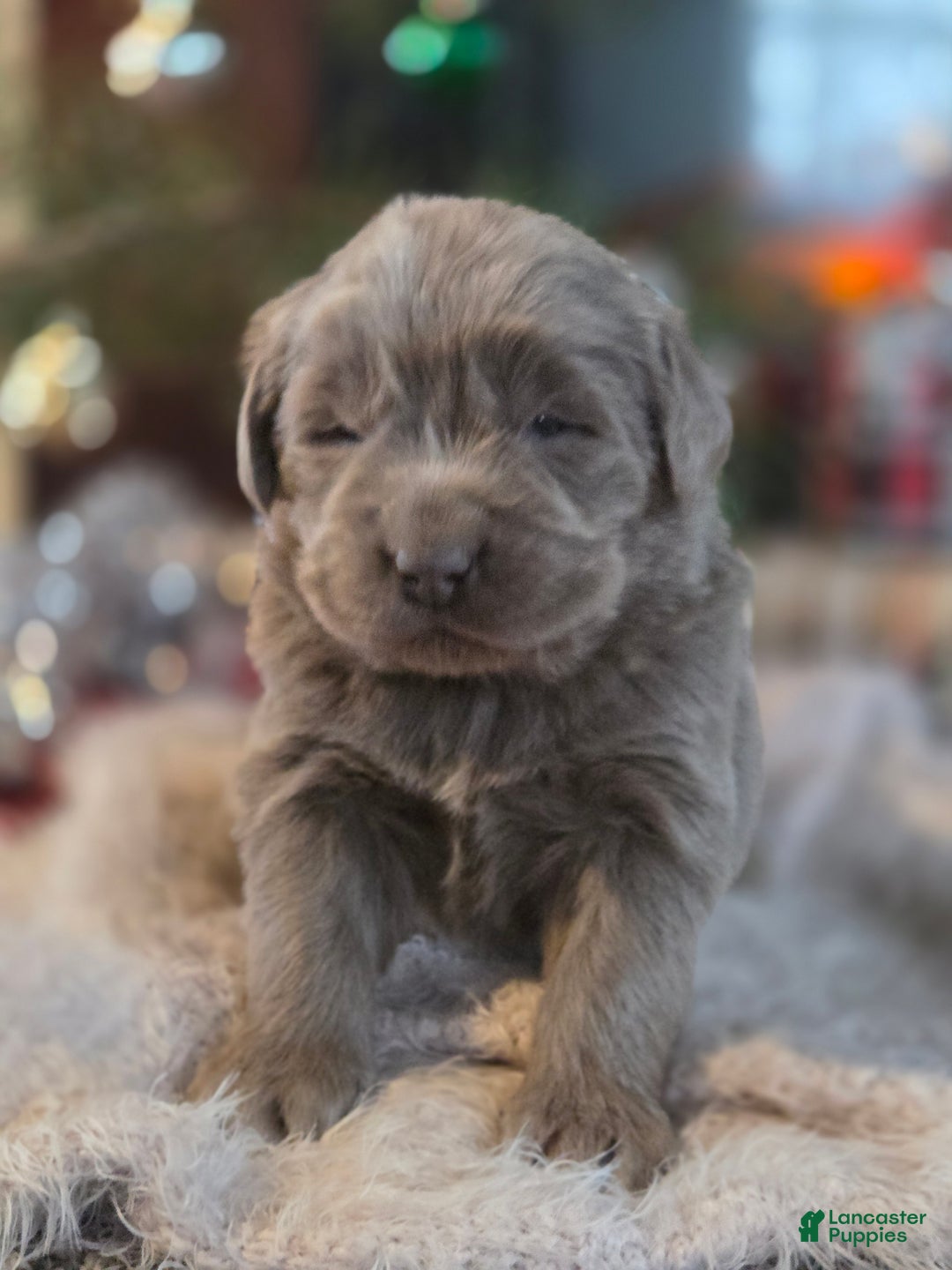 Newfoundland dogs for sale: Snickers  - Ad 2