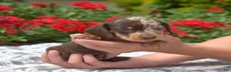 Miniature Dachshund dogs for sale: Stella  - Ad 4