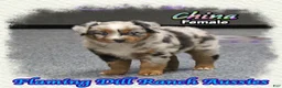 Miniature Australian Shepherd dogs for sale: China - Ad 2