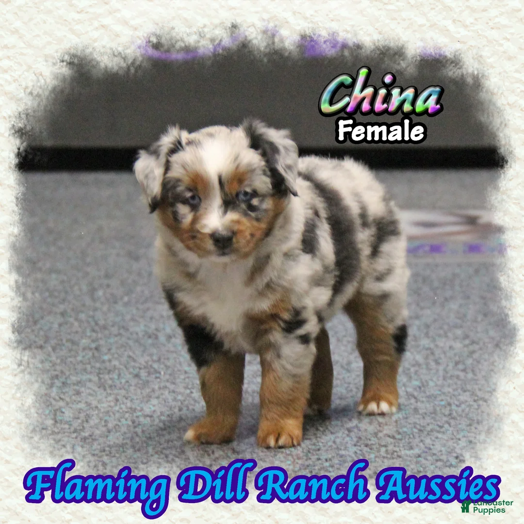 Miniature Australian Shepherd dogs for sale: China - Ad 2