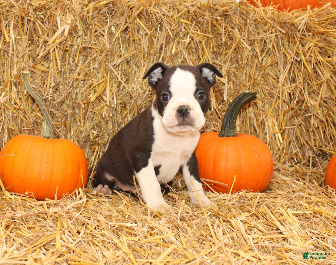 Boston Terrier dogs for sale: Jakey - Ad 1