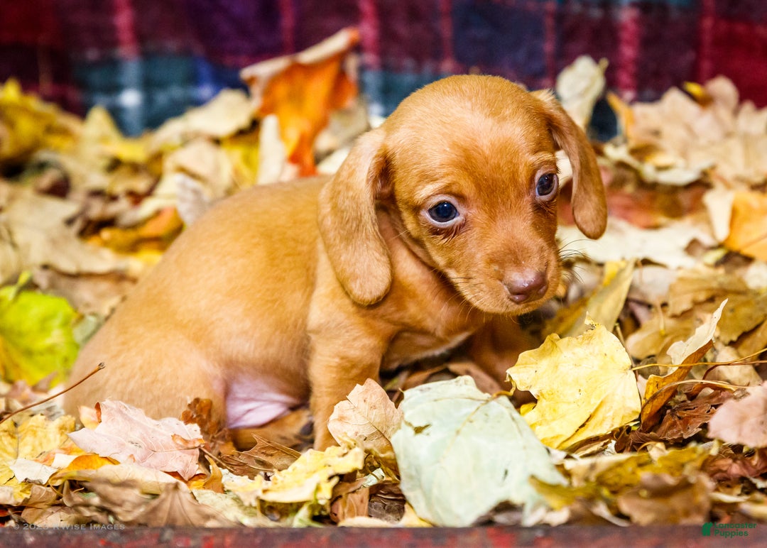 Miniature Dachshund dogs for sale: Ronnie - Ad 15