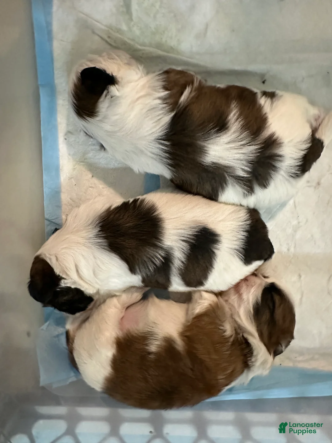 Shih Tzu dogs for sale: Shih Tzu Puppy 2 - Ad 5