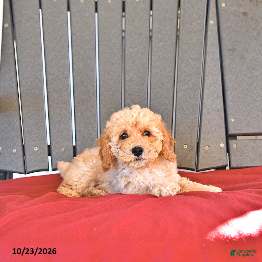 Miniature Poodle dogs for sale: Charlie - Ad 2
