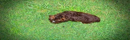 Havapoo dogs for sale: Vanity - Ad 6