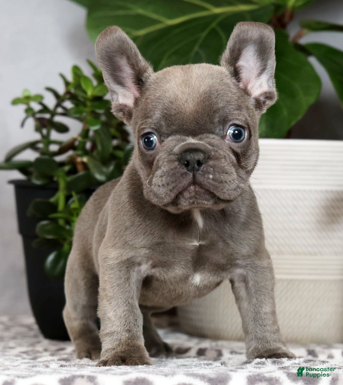 French Bulldog dogs Uma - Ad 2