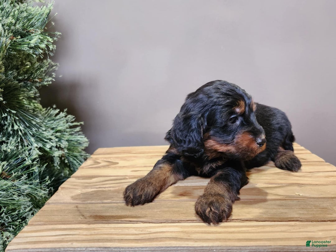 Mini Bernedoodle dogs for sale: Donner - Ad 13