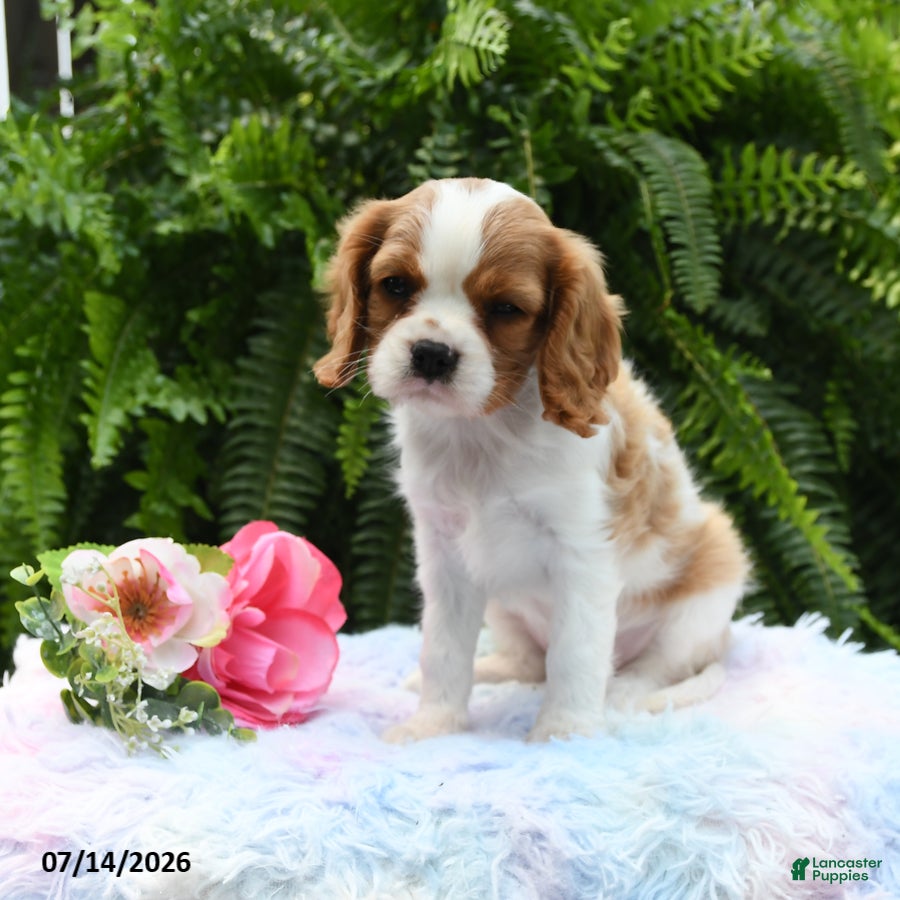 Cavalier King Charles Spaniel dogs Jade - Ad 1