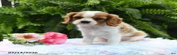 Cavalier King Charles Spaniel dogs for sale: Jade - Ad 1