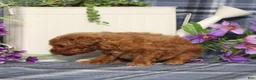 Miniature Poodle dogs for sale: Tiny - Ad 5