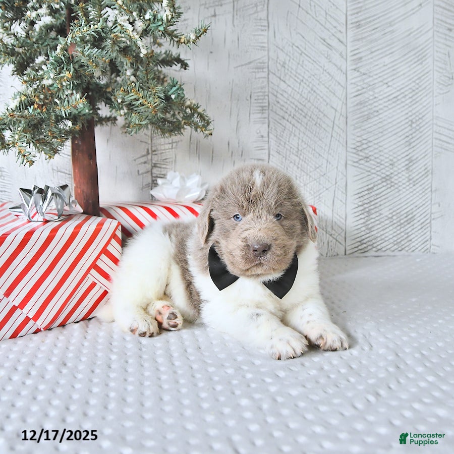 Newfoundland dogs Oliver - Ad 21