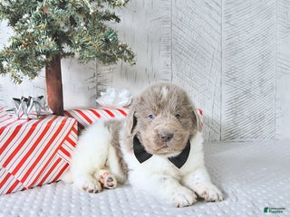 Newfoundland dogs Oliver - Ad 21