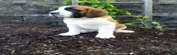 Saint Bernard dogs for sale: Cody - Ad 2