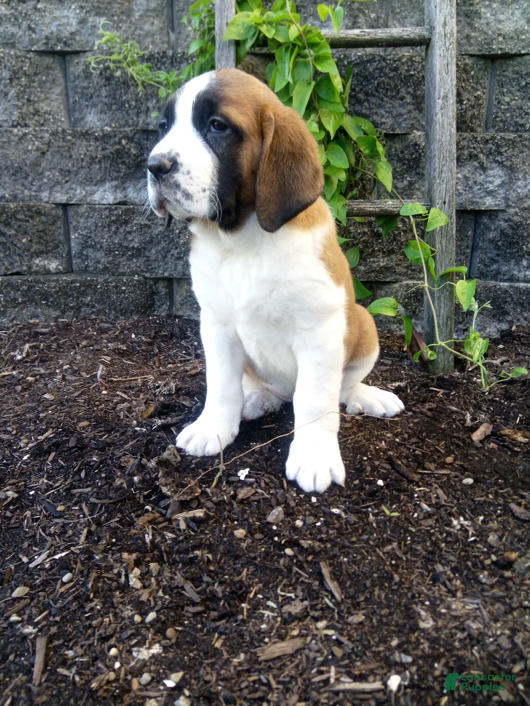 Saint Bernard dogs for sale: Cody - Ad 2
