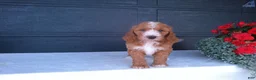 Goldendoodle dogs for sale: Kira - Ad 8