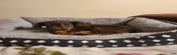 Chiweenie dogs for sale: Chiweenie 1 - Ad 3