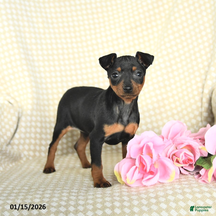 Miniature Pinscher dogs Beauty - Ad 2
