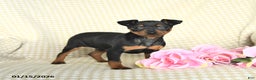 Miniature Pinscher dogs for sale: Beauty - Ad 2