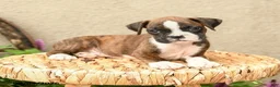 Boxer dogs for sale: Bryce - Ad 3
