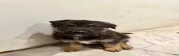 Mixed Breed dogs for sale: Mixed Breed 1 - Ad 2