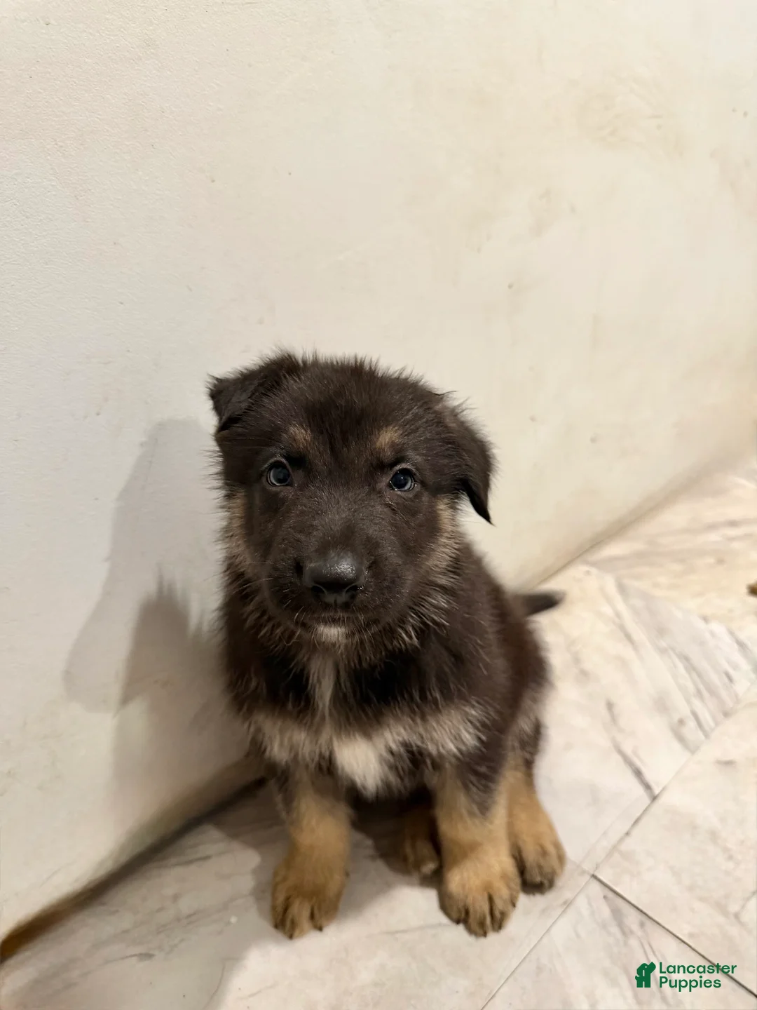 Mixed Breed dogs for sale: Mixed Breed 1 - Ad 2