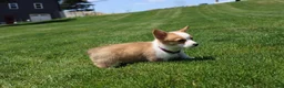 Welsh Corgi Pembroke dogs for sale: Winnie  - Ad 10