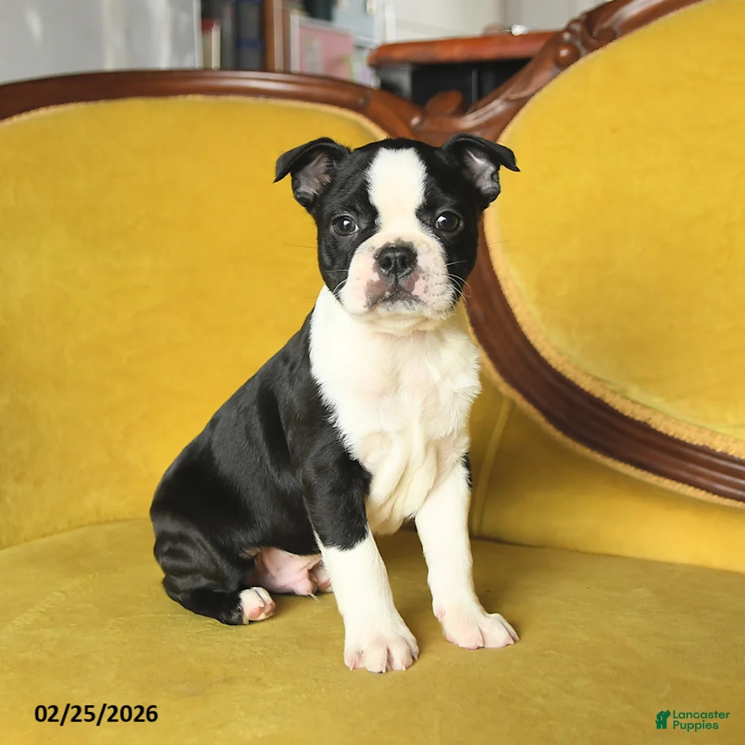 Boston Terrier dogs for sale: Sparkles - Ad 5