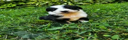 Australian Shepherd dogs for sale: Glory - Ad 13