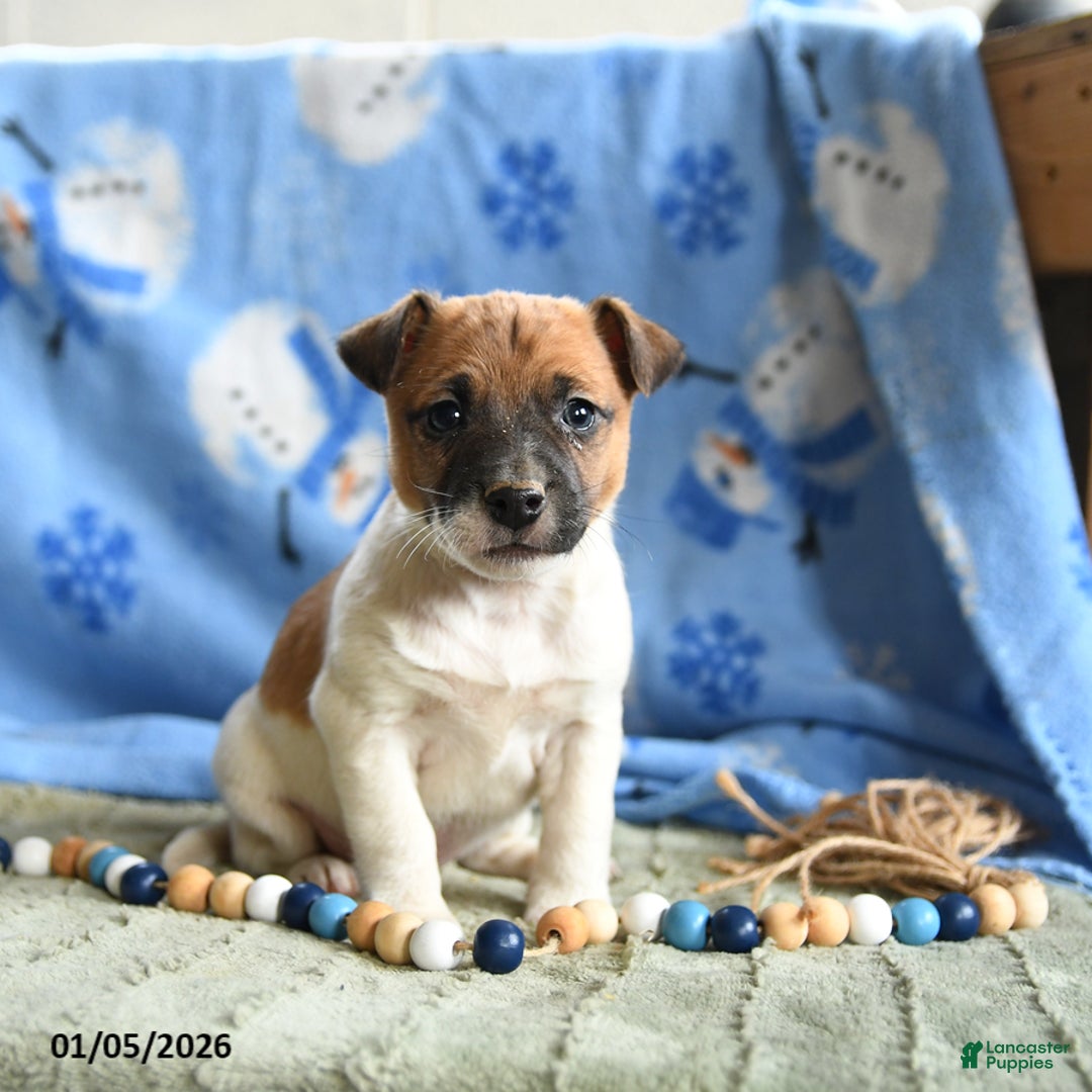 Jack Russell Terrier dogs for sale: Pepper - Ad 1