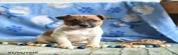 Jack Russell Terrier dogs for sale: Pepper - Ad 1