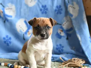 Jack Russell Terrier dogs Pepper - Ad 19