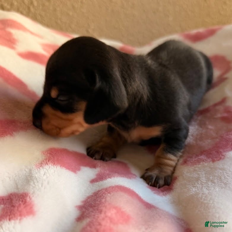 Miniature Dachshund dogs Betty - Ad 2