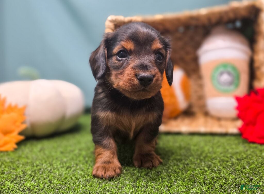 Dachshund dogs Finn - Ad 41