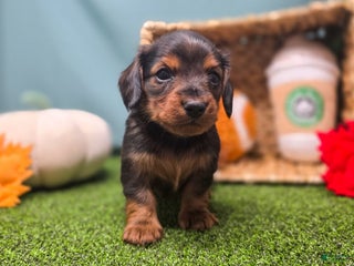 Dachshund dogs Finn - Ad 35
