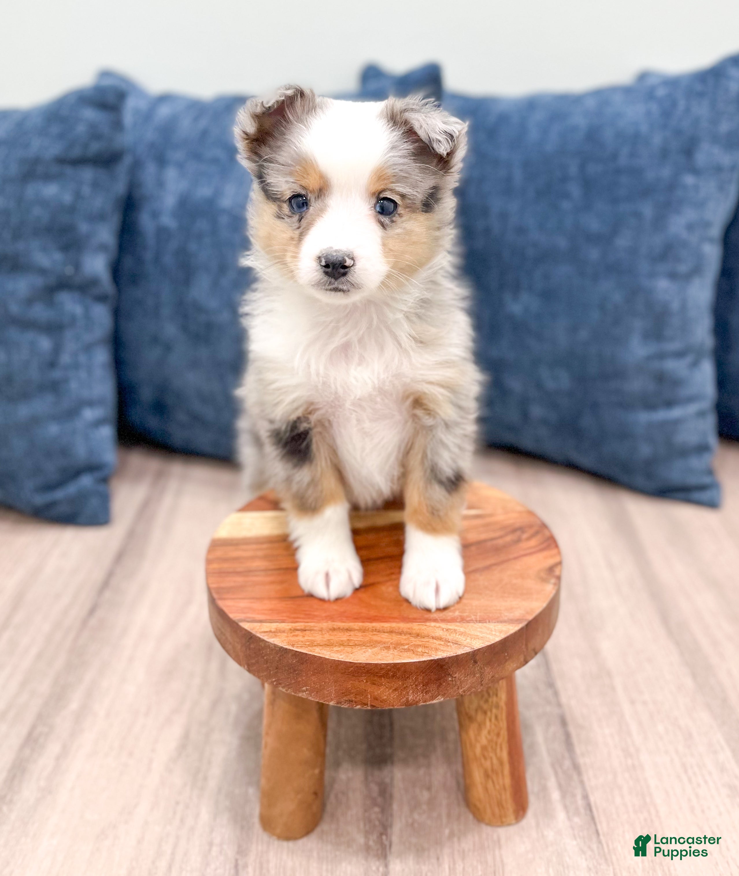 Miniature Australian Shepherd dogs Blake - Ad 2