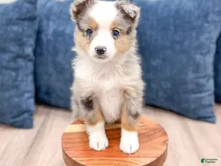 Miniature Australian Shepherd dogs Blake - Ad 2