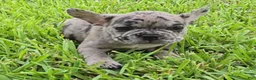 French Bulldog dogs for sale: Heidi - Ad 7