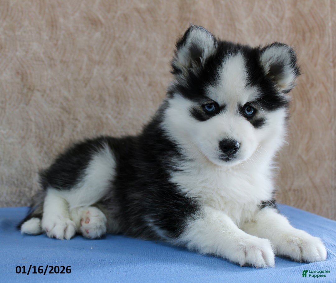 Pomsky dogs for sale: Eli  - Ad 4