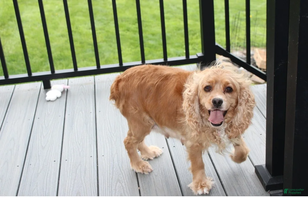 Cockapoo dogs for sale: Phoebe  - Ad 9
