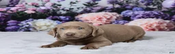 Labrador Retriever dogs for sale: Denali - Ad 2
