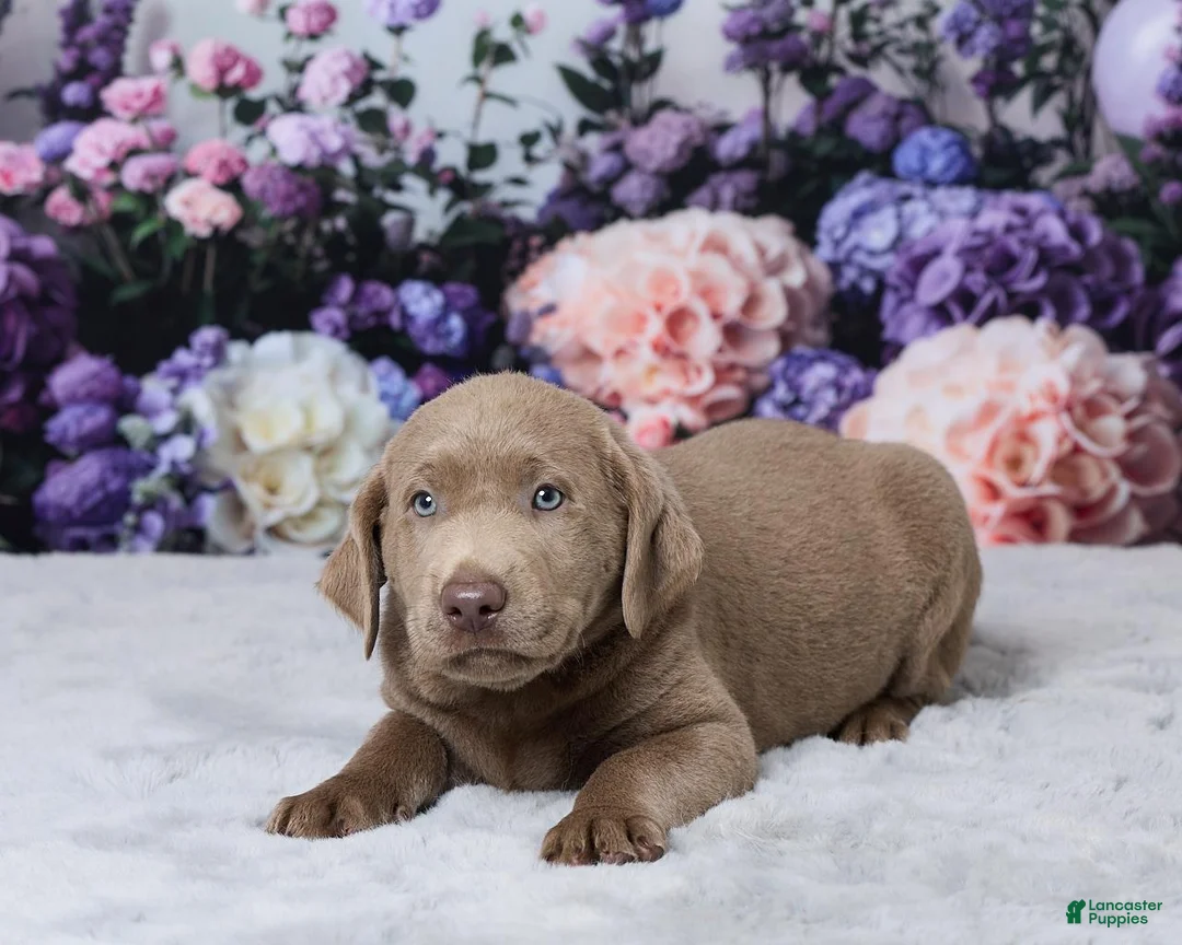 Labrador Retriever dogs for sale: Denali - Ad 2